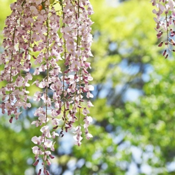 Glicina (Wisteria fl. Kuchi-Beni) - Img 2