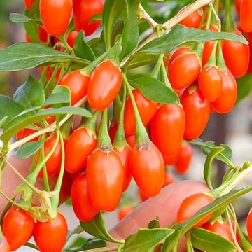 Goji de cultura (Lycium barbarum Korean Big), planta gard viu, arbust fructifer