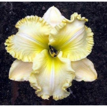 Hemerocallis 'villa vanilla', planta perena, flori galbene