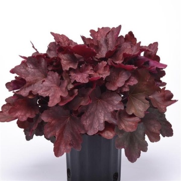 Heuchera (Heuchera Villosa Carnival Burgundy Blast), planta ornamentala, frunzis rosu - Img 2