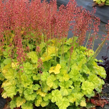 Heuchera (Heuchera Villosa Carnival Lime), planta ornamentala - Img 3