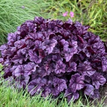 Heuchera (Heuchera Villosa Wildberry)