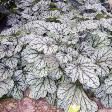 Heuchera 'Venus', planta perena, flori alb
