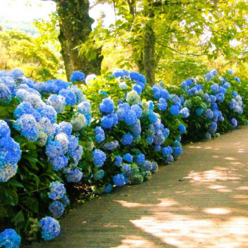 Hortensia albastra (Hydrangea macro. Nikko Blue), planta cu flori, flori albastru - Img 2