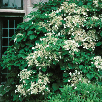 Hortensia cataratoare (Hydrangea anomala ssp petiolaris), planta gard viu, planta cataratoare, planta parfumata - Img 3