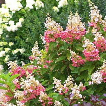 Hortensia roz (Hydrangea paniculata Pinky Winky), arbust ornamental, flori roz - Img 2