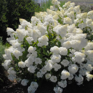 Hortensia Silver Dollar (Hydrangea pan. Silver Dollar), planta gard viu, arbust ornamental, flori alb - Img 2