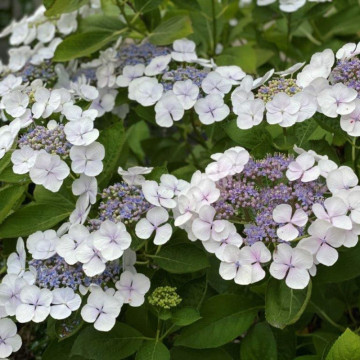 Hortensie (Hydrangea macrophylla Libelle), arbust ornamental, flori multicolor - Img 2