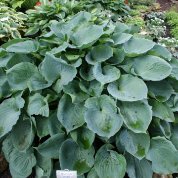 Hosta 'Moonlight sonata', planta perena, flori alb - Img 3