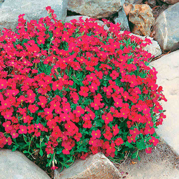 Iarba de munte (Aubrieta deltoidea Cascade Red), vesnic verde, planta perena, flori mov