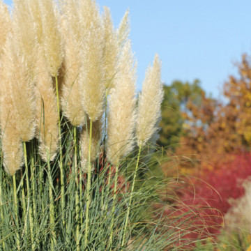 Iarba de pampas alba (Cortaderia s. White Plume), iarba decorativa
