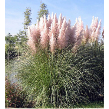Iarba de pampas (Cortaderia selloana Rose Plumme) ghiveci 2 l, iarba decorativa