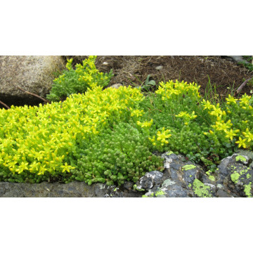 Iarba de soaldina (Sedum acre) ghiveci 2 l, vesnic verde, planta perena - Img 3