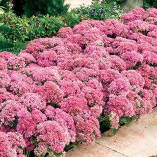 Iarba de soaldina (Sedum Carl) ghiveci 2 l