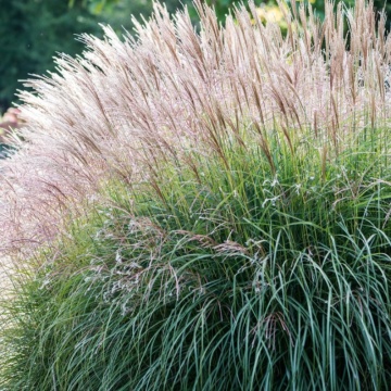 Iarba elefantului (Miscanthus sinensis) ghiveci 2 l, iarba decorativa