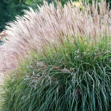 Iarba elefantului (Miscanthus sinensis), iarba decorativa - Img 3