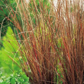 Iarbă roșie (Carex buchananii Red Rooster) ghiveci 2L, iarba decorativa, frunzis galben