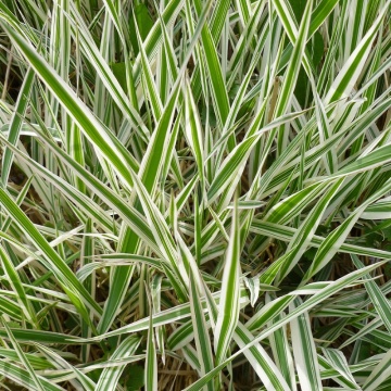 Iarba variegata (Carex morrowii ice dance), vesnic verde, iarba decorativa - Img 3