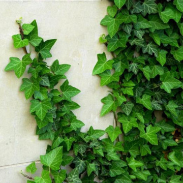 Iedera (Hedera helix), planta gard viu, vesnic verde