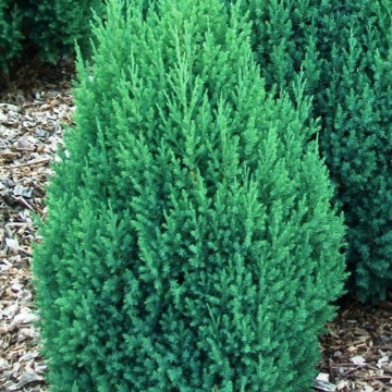 Ienupar chinezesc (Juniperus chinensis Stricta), planta gard viu, vesnic verde, frunzis albastru - Img 4