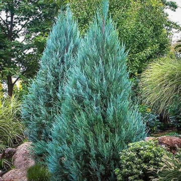 Ienupar columnar (Juniperus Moonglow), planta gard viu, vesnic verde, frunzis albastru