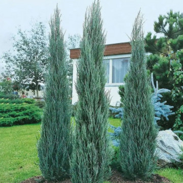 Ienupar sageata (Juniperus Skyrocket) 40-50 cm - Img 2