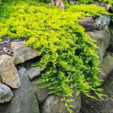 Ienupar tarator galben (Juniperus horizontalis Golden Carpet), vesnic verde, conifer ornamental, frunzis galben - Img 2