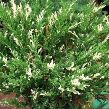 Ienupar tarator vargat (Juniperus horiz. Andorra Variegata), vesnic verde, planta acoperitoare de sol, frunzis verde-galben - Img 3