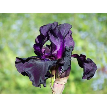 Iris chr. 'Black beauty', planta perena, planta parfumata, flori mov