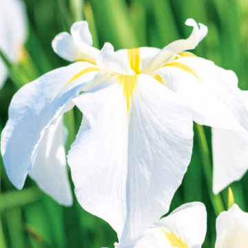 Iris ensata White Ladies, planta perena, planta parfumata, flori alb - Img 3