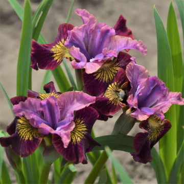 Iris (Iris sibirica Miss Apple) - Img 2