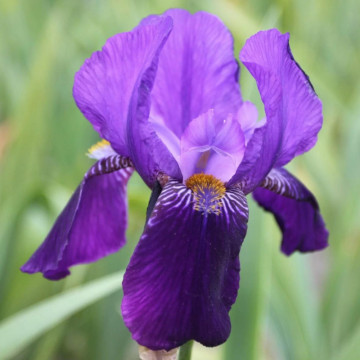 Iris Joanna, planta perena, flori mov