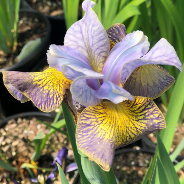 Iris Peacock butterfly, planta perena, flori multicolor