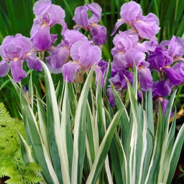 Iris Zebra (Iris pallida Variegata) - Img 2