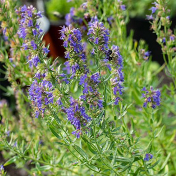 Isop (Hysopus officinalis), planta perena, planta aromatica, planta medicinala - Img 4