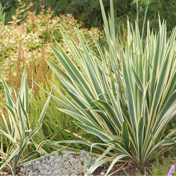 Iuca galbena (Yucca filamentosa Bright Edge), vesnic verde, planta cu flori, flori crem - Img 4
