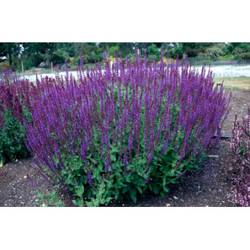 Jales de camp (Salvia nemorosa Blaukoenigin), planta perena, planta aromatica, planta parfumata