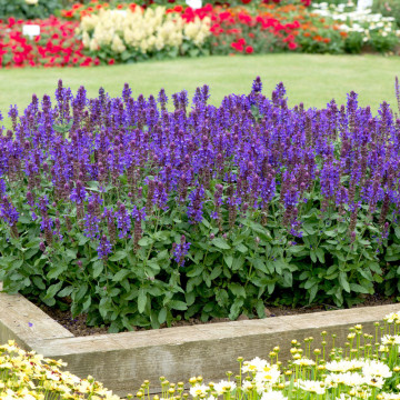Jales de camp (Salvia nemorosa Marvel Blue), planta perena, planta aromatica, flori albastru