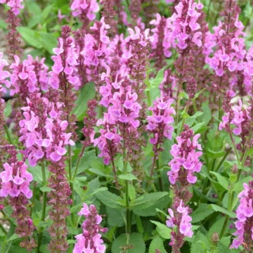 Jales de camp (Salvia nemorosa Marvel Rose), planta perena, planta aromatica, flori roz - Img 2