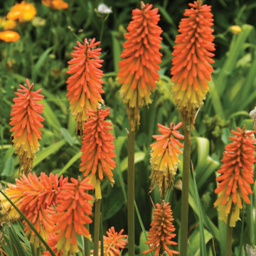 Knifolia (Kniphofia uvaria Flamenco), planta perena, flori portocaliu