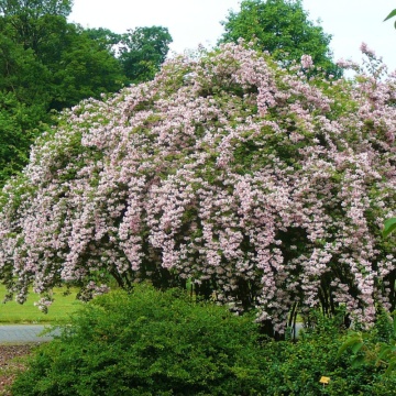 Kolkwitia (Kolkwitzia amabilis) - Img 2