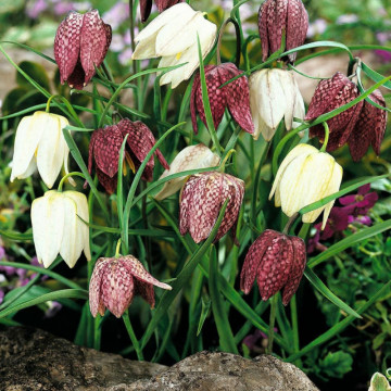 Laleaua pestriță (Fritillaria Meleagris Mix), planta de gradina