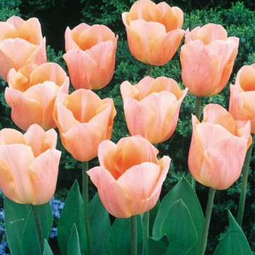 Lalele Apricot beauty (Tulips Apricot Beauty), bulbi lalele, flori portocaliu - Img 3