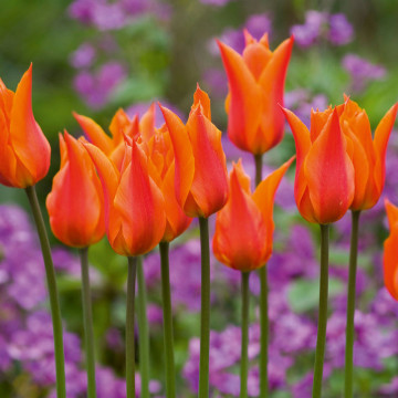 Lalele Ballerina (Tulips Ballerina), bulbi lalele, flori portocaliu - Img 3