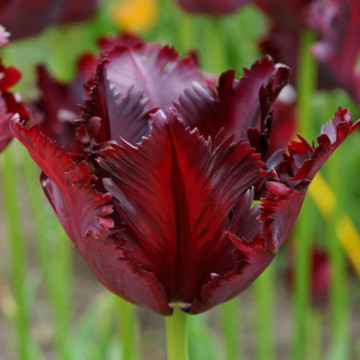 Lalele Black Parrot (Tulips Black Parrot), bulbi lalele, flori negru - Img 3