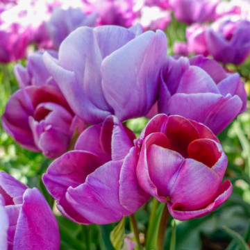 Lalele Blue Heaven (Tulips Blue Heaven), bulbi lalele, flori violet - Img 2