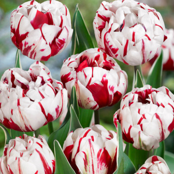 Lalele Carnaval de Nice (Tulips Carnaval de Nice), bulbi lalele, flori alb, rosu - Img 3