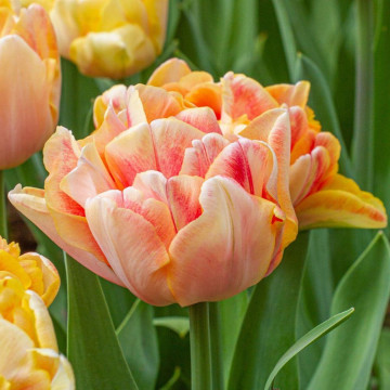 Lalele Charming Lady (Tulips Charming Lady), bulbi lalele, flori galben, portocaliu