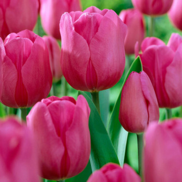 Lalele Don Quichotte (Tulips Don Quichotte), bulbi lalele, flori rosu - Img 4