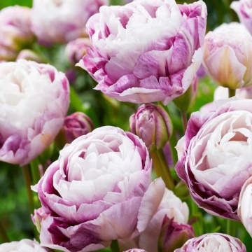 Lalele Double Surprise (Tulips Double Surprise), bulbi lalele, flori alb, roz